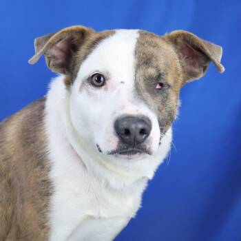 Rescue Feist Dogs for Adoption in Tupelo, Mississippi - Popeye - 080106T | PetCurious