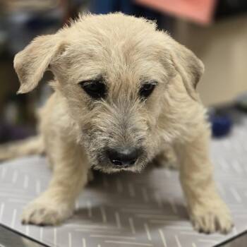 Terrier Dogs Available for Adoption - Daylight | PetCurious
