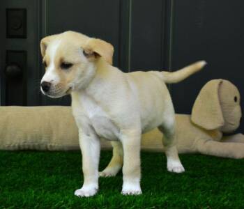 Golden Retriever and Labrador Retriever Dogs Available for Adoption in Willingboro, New Jersey - Ella | PetCurious