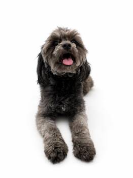 Shih Tzu and Miniature Poodle Dogs Available for Adoption in Waldorf, Maryland - Rocky | PetCurious