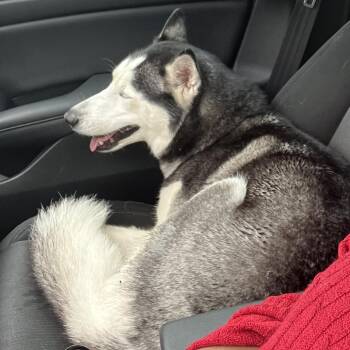 Husky Dogs Available for Adoption in West Palm Beach, Florida - Spirit | PetCurious