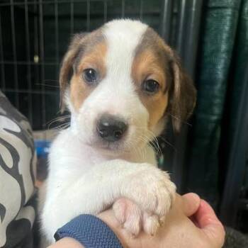 Hammerstrength -  Hound and Mixed Breed Dog Available for Adoption in Fredericksburg, Virginia - Hammerstrength | PetCurious