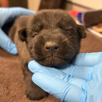 Marshall -  Husky and Mixed Breed Dog for Adoption in Yuma, Arizona - Marshall | PetCurious
