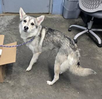 Laguna -  Husky and Shepherd Dog for Adoption in Evansville, Indiana - Laguna | PetCurious