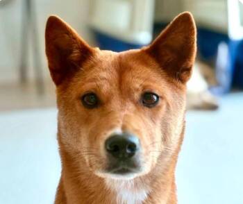 Candy -  Jindo and Shiba Inu Dog for Adoption in San Ramon, California - Candy | PetCurious