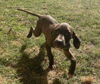 Hound and Mixed Breed Dogs Available for Adoption in Conway, South Carolina - Smurfette | PetCurious