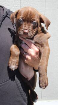 Mastiff and Mixed Breed Dogs Available for Adoption in Vacaville, California - Feta | PetCurious