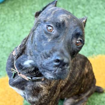 Goliath (Benefactor Dog) -  Cane Corso Dog for Adoption in New Orleans, Louisiana - Goliath (Benefactor Dog) | PetCurious