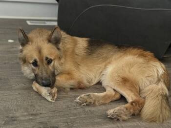 German Shepherd Dog Dogs Available for Adoption - Orion | PetCurious