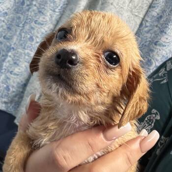 Gus -  Shih Tzu and Chihuahua Dog for Adoption in Crosby, Texas - Gus | PetCurious