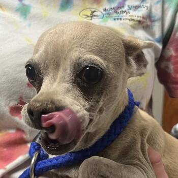 FIFA -  Chihuahua Dog for Adoption in Yuma, Arizona - FIFA | PetCurious