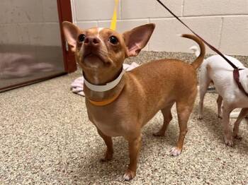 SHERA -  Chihuahua and Mixed Breed Dog for Adoption in Colorado Springs, Colorado - SHERA | PetCurious