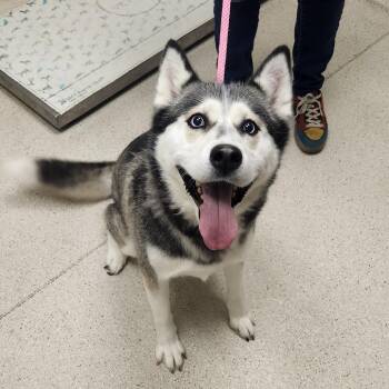 Meadow -  Husky Dog for Adoption in Murray, Utah - Meadow | PetCurious
