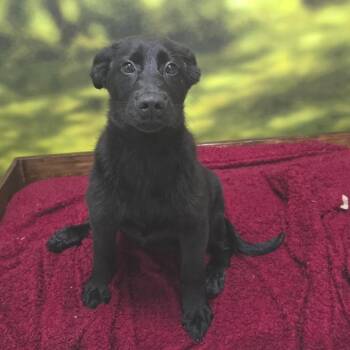 Shepherd Dogs Available for Adoption - Dasha | PetCurious
