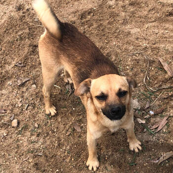 Rescue Chihuahua Dogs for Adoption in Jena, Louisiana - Bowie | PetCurious