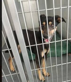 Gem -  Miniature Pinscher Dog for Adoption in Kingman, Arizona - Gem | PetCurious