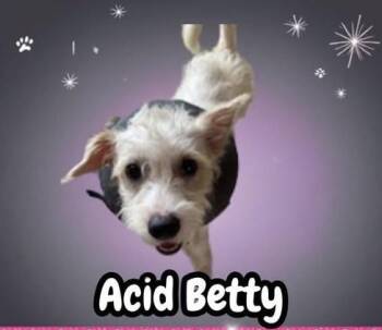 Acid Betty -  Terrier and Mixed Breed Dog for Adoption in Broken Arrow, Oklahoma - Acid Betty | PetCurious