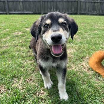 Hound Dogs Available for Adoption in Wando, South Carolina - Moby | PetCurious