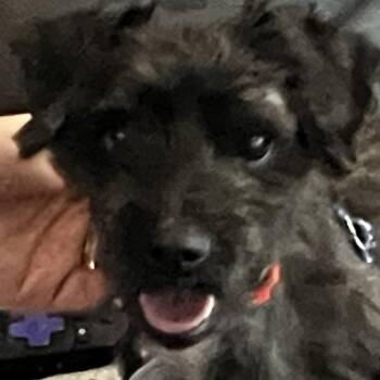 Clarence -  Mixed Breed Dog for Adoption in Matteson, Illinois - Clarence | PetCurious