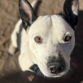 Bolt -  Pit Bull Terrier Dog for Adoption in Krum, Texas - Bolt | PetCurious