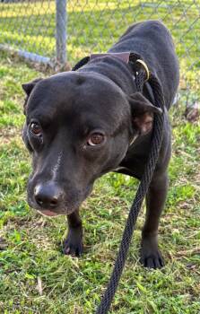 Dave -  Terrier and Labrador Retriever Dog for Adoption in Saugus, Massachusetts - Dave | PetCurious