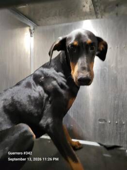 A826018 -  Doberman Pinscher Dog for Adoption in San Antonio, Texas - A826018 | PetCurious