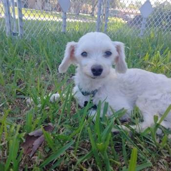 Edie -  Maltese Dog for Adoption in New Smyrna Beach, Florida - Edie | PetCurious