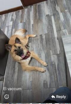 TEDDY (out of town) -  Shepherd Dog for Adoption in New York, New York - TEDDY (out Of Town) | PetCurious