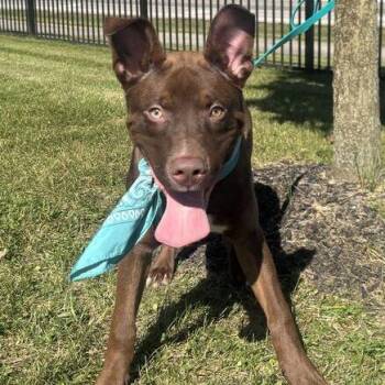 Toby -  Mixed Breed Dog for Adoption in Canal Winchester, Ohio - Toby | PetCurious