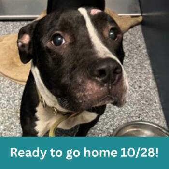 Herky -  Mixed Breed Dog for Adoption in Dubuque, Iowa - Herky | PetCurious