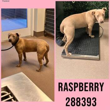 Mixed Breed Dogs Available for Adoption in Macon, Georgia - RASPBERRY | PetCurious