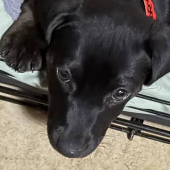 Craizy -  Dachshund and Cocker Spaniel Dog for Adoption in Phoenix, Arizona - Craizy | PetCurious