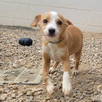 FLAKE 9982 -  Mixed Breed Dog for Adoption in Loxahatchee Groves, Florida - FLAKE 9982 | PetCurious