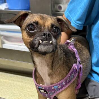 Tinkerbell -  Chihuahua and Terrier Dog for Adoption in Fort Lauderdale, Florida - Tinkerbell | PetCurious