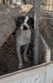 Little Joe -  Mixed Breed Dog for Adoption in Fresno, California - Little Joe | PetCurious
