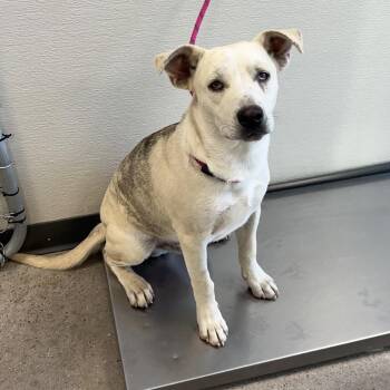 112698 -  Mixed Breed Dog for Adoption in Las Cruces, New Mexico - 112698 | PetCurious
