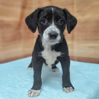 Standard Poodle and Mixed Breed Dogs Available for Adoption in Griswold, Connecticut - Santino | PetCurious