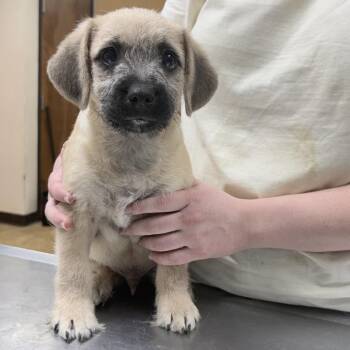 Jed-4398 -  Terrier Dog for Adoption in Tyler, Texas - Jed-4398 | PetCurious