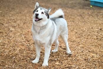 Rescue Alaskan Malamute and Akita Dogs for Adoption in Santa Cruz, California - TIMBER* | PetCurious