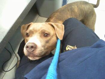 Pit Bull Terrier Dogs Available for Adoption - MILEY | PetCurious