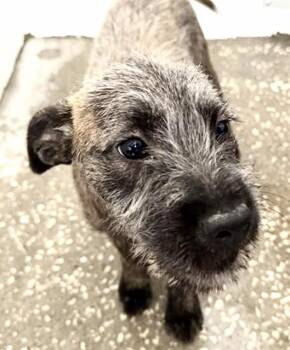 IVY -  Cairn Terrier and Mixed Breed Dog for Adoption in Houston, Texas - IVY | PetCurious