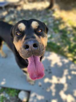 Groot -  Rottweiler Dog for Adoption in Penticton, British Columbia - Groot | PetCurious