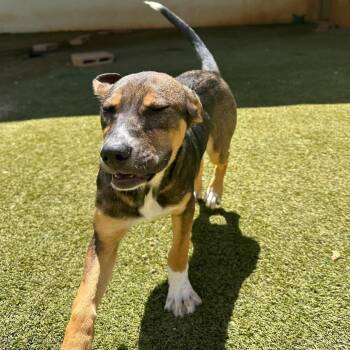 Millie 2388 -  Mixed Breed Dog for Adoption in Loxahatchee Groves, Florida - Millie 2388 | PetCurious