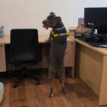 Pit Bull Terrier Dogs Available for Adoption in Baltimore, Maryland - Paulo | PetCurious