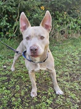 Pit Bull Terrier Dogs Available for Adoption - Ginny | PetCurious