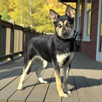 Rescue German Shepherd Dog Dogs for Adoption in Lucas, Texas - Jolly Joy | PetCurious