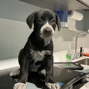 Mildred -  Black Labrador Retriever and Mixed Breed Dog for Adoption in Saint Joseph, Missouri - Mildred | PetCurious