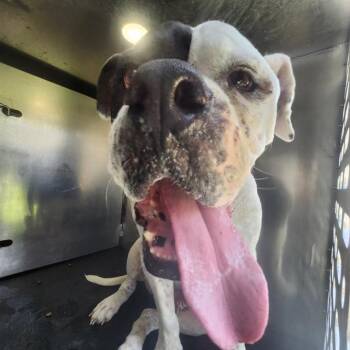 TITAN -  Mastiff Dog for Adoption in San Antonio, Texas - TITAN | PetCurious