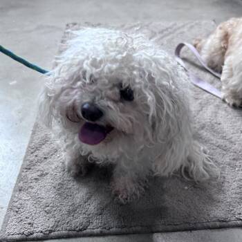 Angel -  Maltese and Poodle Dog for Adoption in Prescott, Arizona - Angel | PetCurious