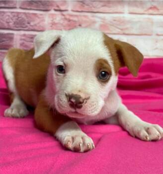 Cheeto -  Pit Bull Terrier Dog for Adoption in Sedalia, Colorado - Cheeto | PetCurious
